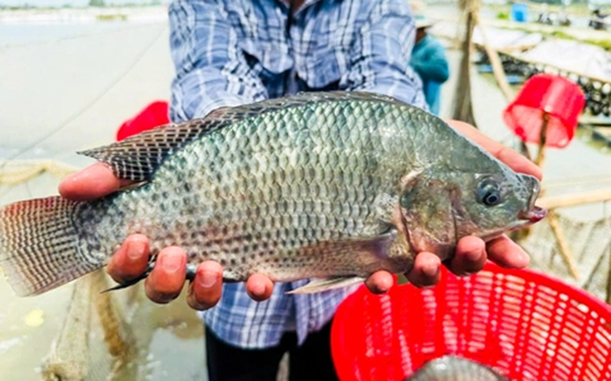 Loại c&aacute; được Mỹ đ&aacute;nh tốt ngang c&aacute; hồi, Việt Nam m&acirc;m cơm nh&agrave; n&agrave;o cũng c&oacute; - Ảnh 1.