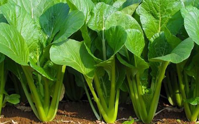 6 loại rau "ngậm" nhiều thuốc trừ s&acirc;u nhất chợ, phải lựa thật kỹ khi mua: To&agrave;n m&oacute;n quen thuộc của người Việt- Ảnh 4.