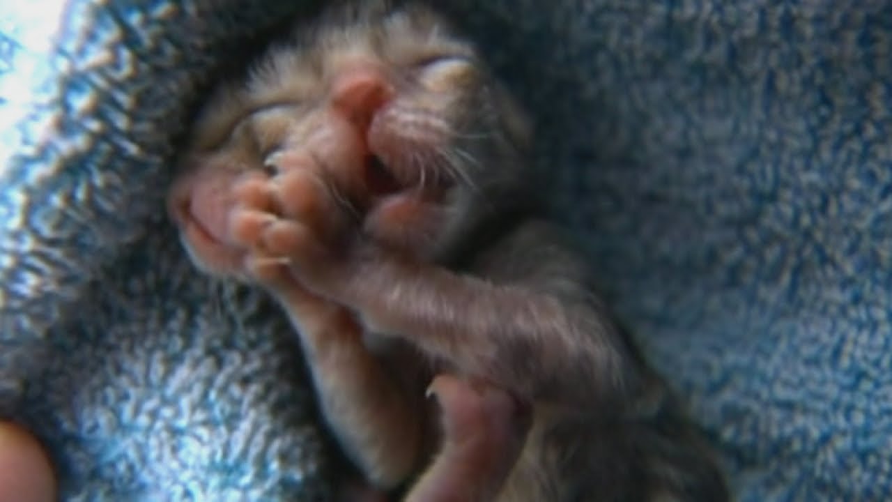 Lo&agrave;i m&egrave;o qu&aacute;i dị sinh ra với 2 khu&ocirc;n mặt tr&ecirc;n đầu nhưng d&ugrave;ng chung 1 bộ n&atilde;o- Ảnh 2.