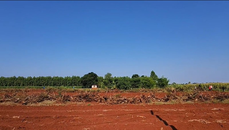 Sinh vật b&iacute; ẩn ph&aacute; n&aacute;t vườn chuối suốt 2 tuần: 60 người truy t&igrave;m khi camera nhiệt ghi lại b&oacute;ng d&aacute;ng lạ - Ảnh 1.