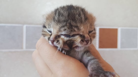 Lo&agrave;i m&egrave;o qu&aacute;i dị sinh ra với 2 khu&ocirc;n mặt tr&ecirc;n đầu nhưng d&ugrave;ng chung 1 bộ n&atilde;o- Ảnh 3.