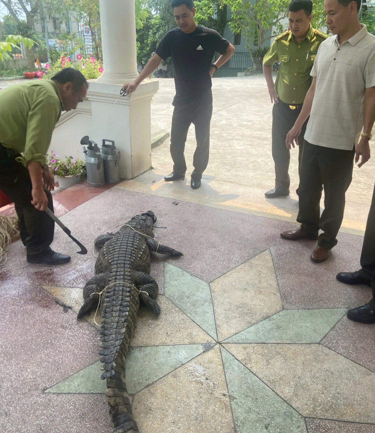 Bắt giữ c&aacute; sấu nước ngọt nguy hiểm tại Đường Hoa , 2026 - Ảnh 2.