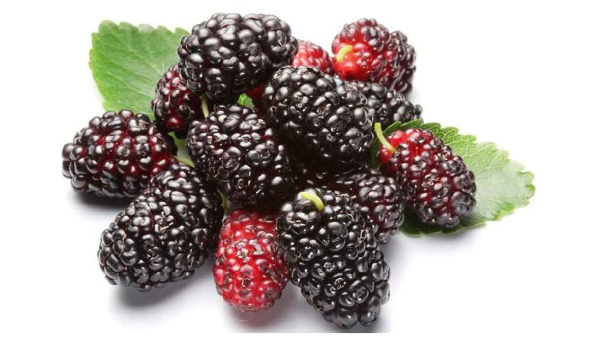 2 loại quả "cực tốt" cho xương người cao tuổi, c&aacute;i số 1 ở qu&ecirc; rụng đầy gốc - Ảnh 2.