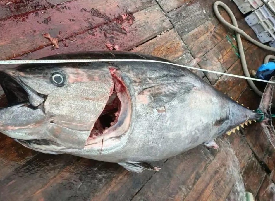 Ngư d&acirc;n bắt được 2 con c&aacute; ngừ khổng lồ nặng 200kg tr&ecirc;n biển - Ảnh 1.