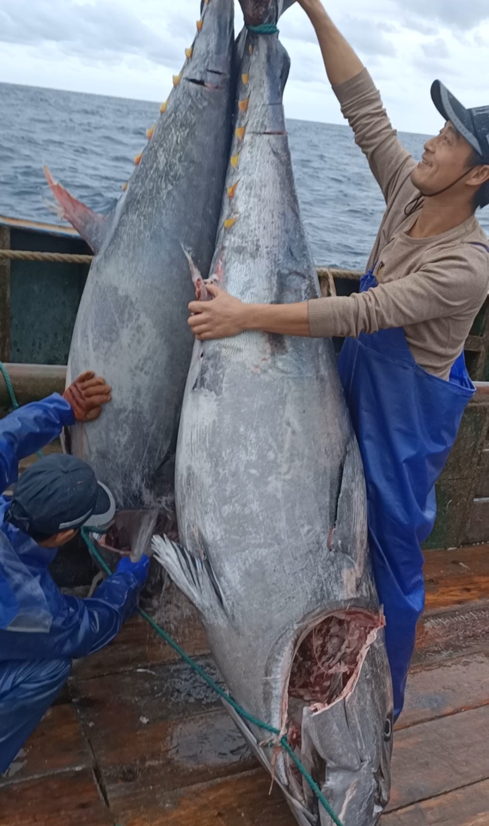 Ngư d&acirc;n bắt được 2 con c&aacute; ngừ khổng lồ nặng 200kg tr&ecirc;n biển - Ảnh 2.