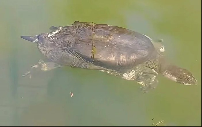 Loài vật chỉ còn 2 cá thể trên thế giới bất ngờ xuất hiện, ai thấy cũng nói quá may mắn - Ảnh 1.