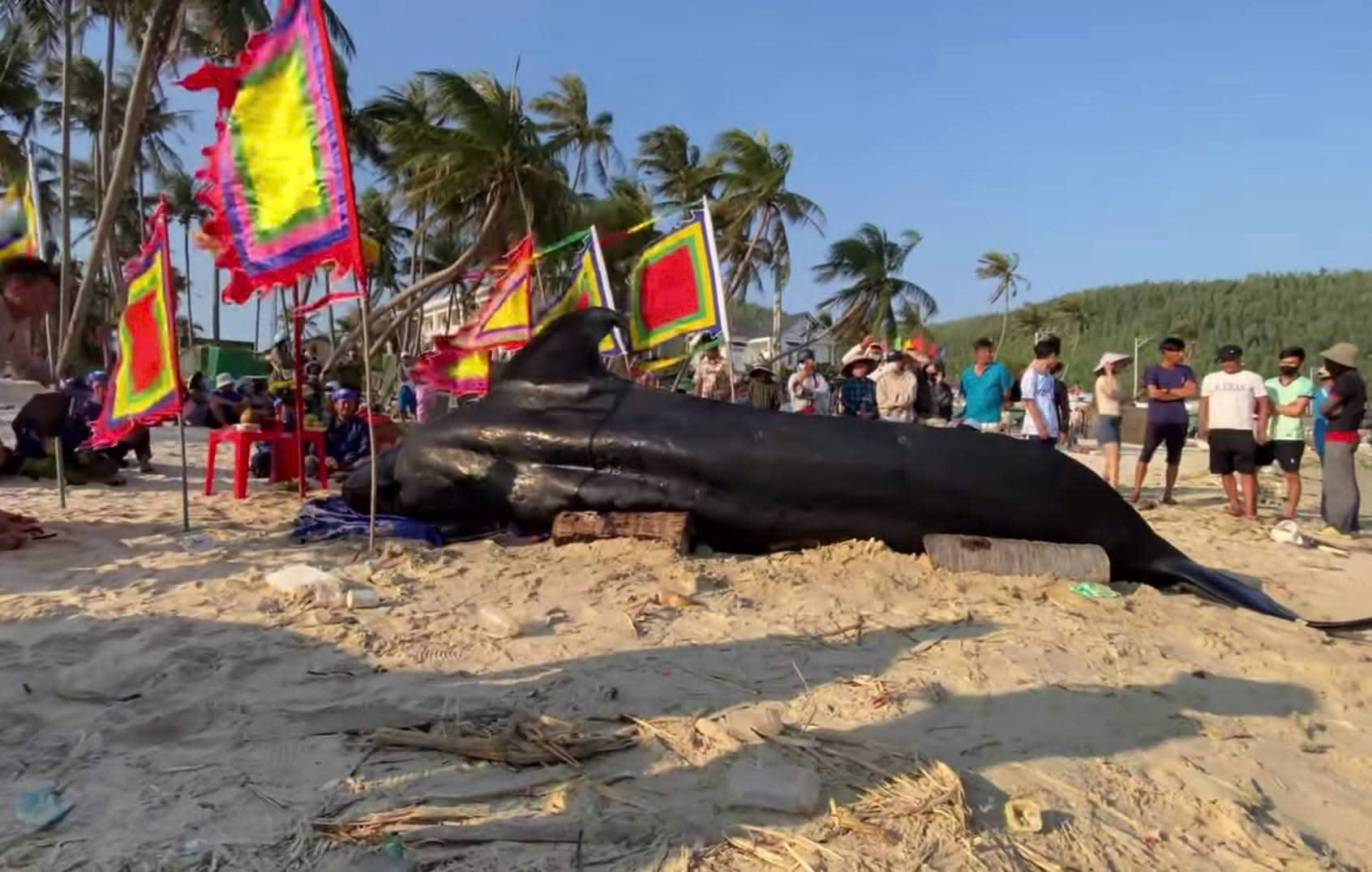 C&aacute; &Ocirc;ng 2 tấn dạt v&agrave;o bờ biển Vịnh h&ograve;a , người d&acirc;n an t&aacute;ng theo phong tục - Ảnh 2.