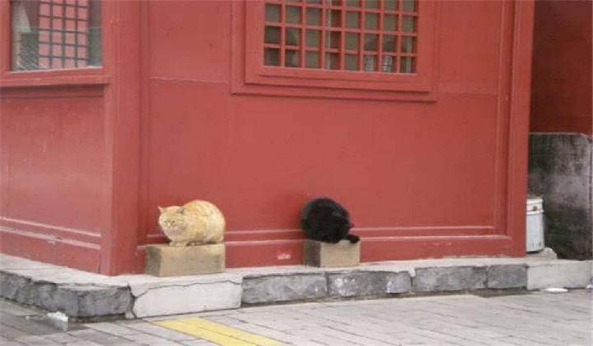 B&iacute; ẩn chưa lời giải: Những &ldquo;b&oacute;ng đen&rdquo; 200 con m&egrave;o trong Tử Cấm Th&agrave;nh - Ảnh 1.