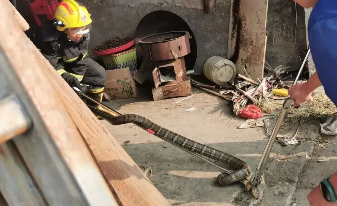 Chi tiết bất thường ở nh&agrave; h&agrave;ng x&oacute;m khiến người đ&agrave;n &ocirc;ng vội gọi cảnh s&aacute;t: Sự thật khiến ai cũng r&ugrave;ng m&igrave;nh - Ảnh 3.