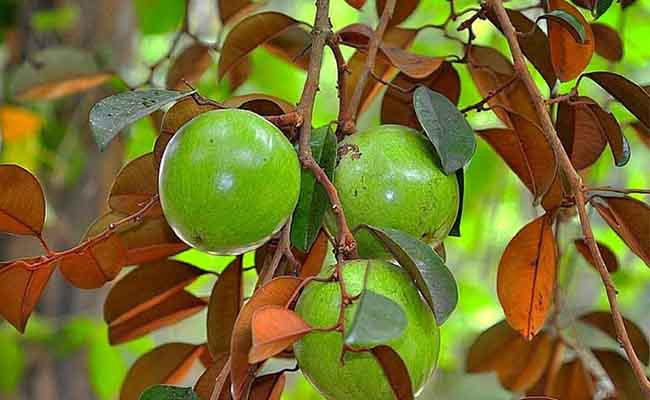 Trời n&oacute;ng, l&agrave;m sao để loại bỏ m&ugrave;i h&ocirc;i th&ugrave;ng r&aacute;c nhanh ch&oacute;ng? - Ảnh 1.