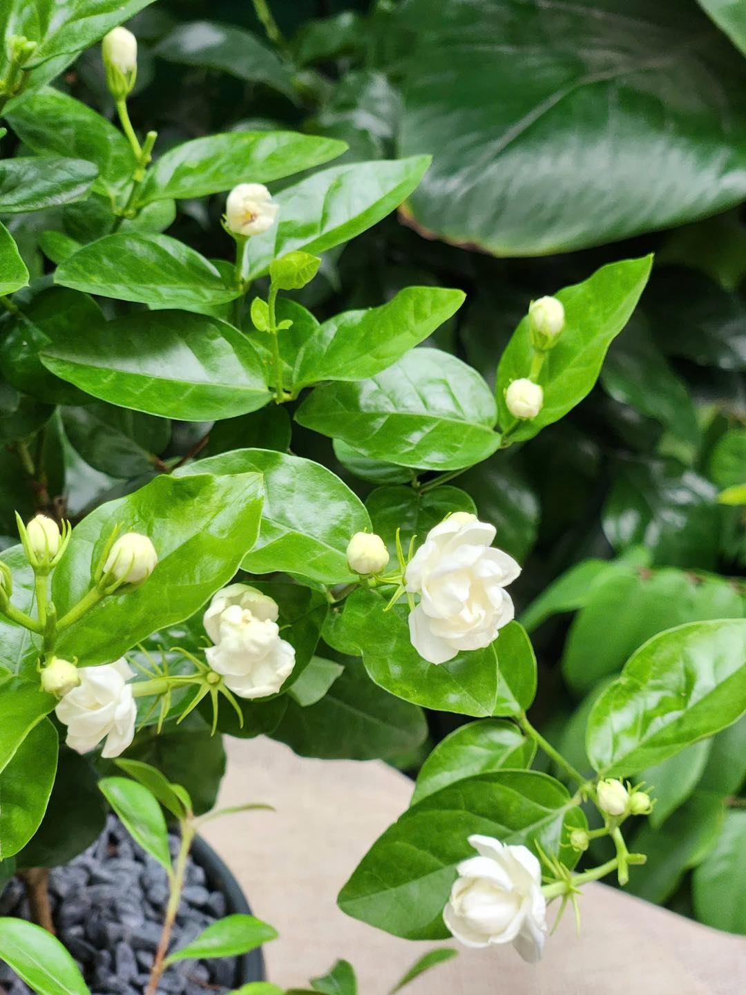 Lời khuy&ecirc;n d&agrave;nh cho những gia đ&igrave;nh đang trồng hoa nh&agrave;i - Ảnh 2.