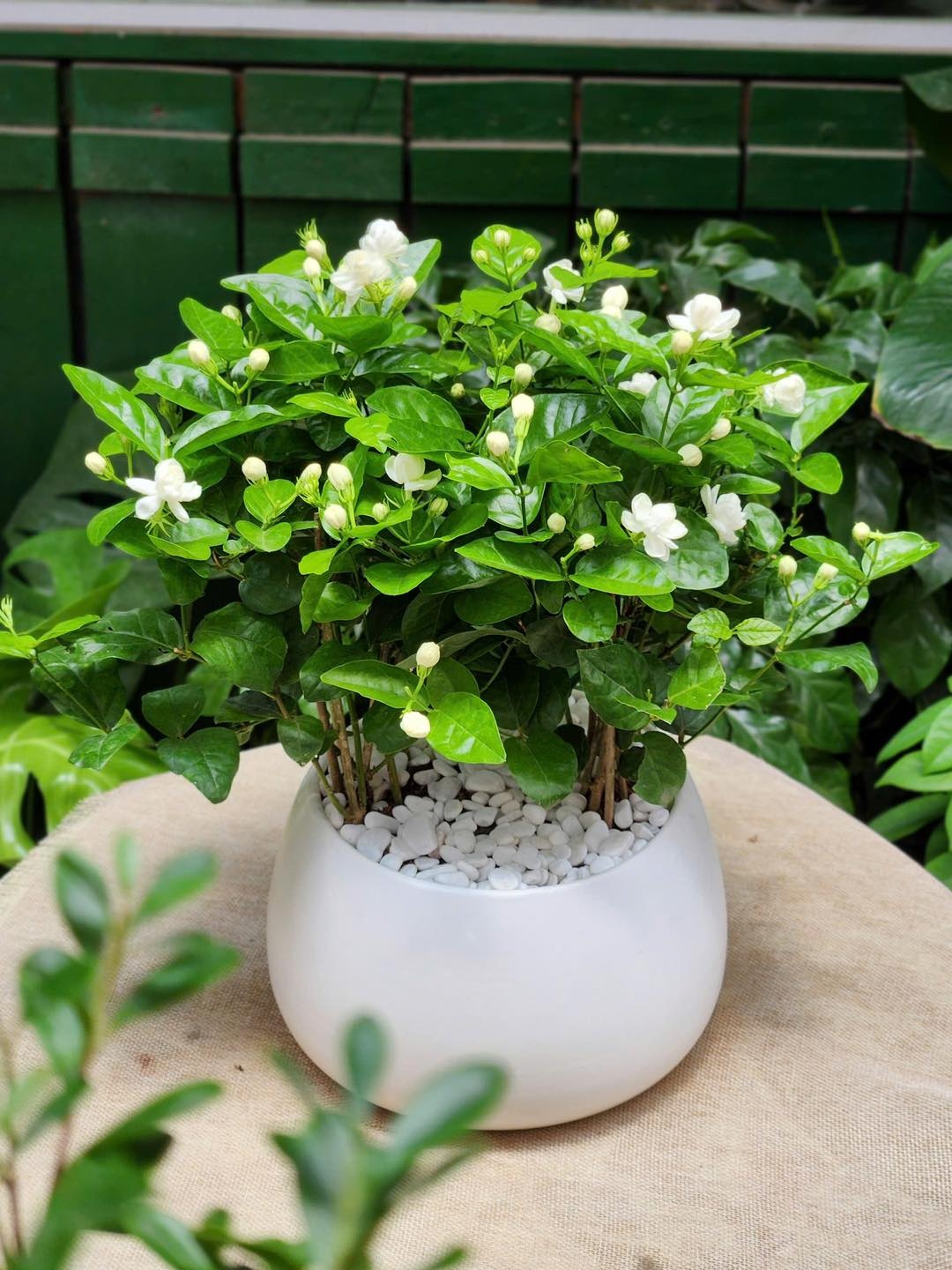 Lời khuy&ecirc;n d&agrave;nh cho những gia đ&igrave;nh đang trồng hoa nh&agrave;i - Ảnh 3.