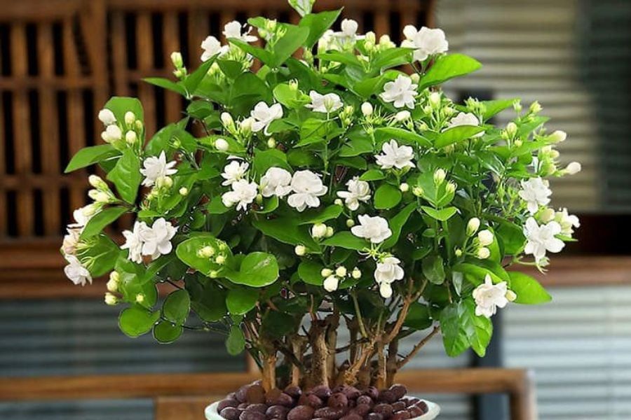 Lời khuy&ecirc;n d&agrave;nh cho những gia đ&igrave;nh đang trồng hoa nh&agrave;i - Ảnh 1.