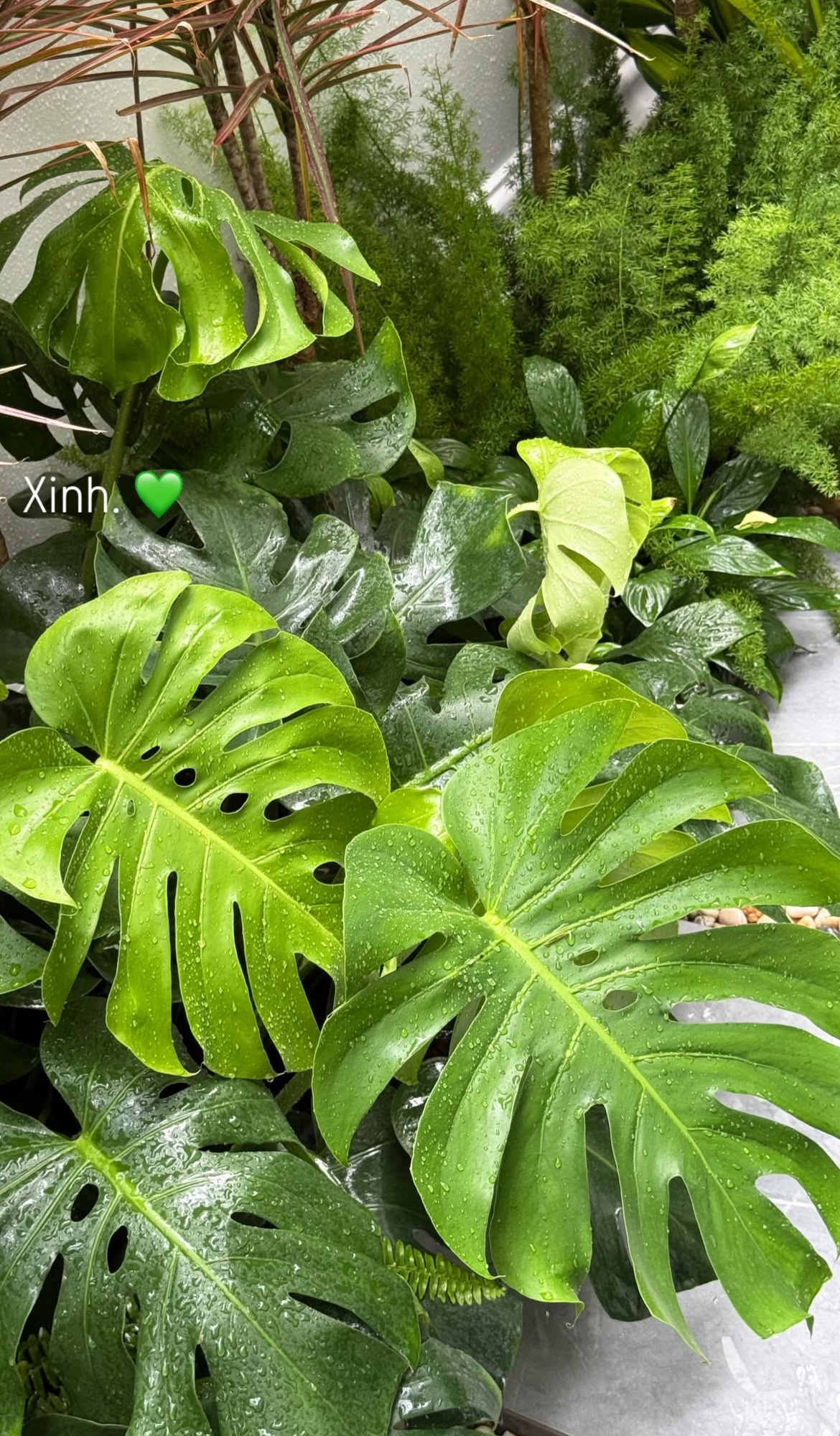 T&igrave;nh trạng khu vườn ở biệt thự mấy chục tỷ tiết lộ sự thật về Do&atilde;n Hải My - Ảnh 19.