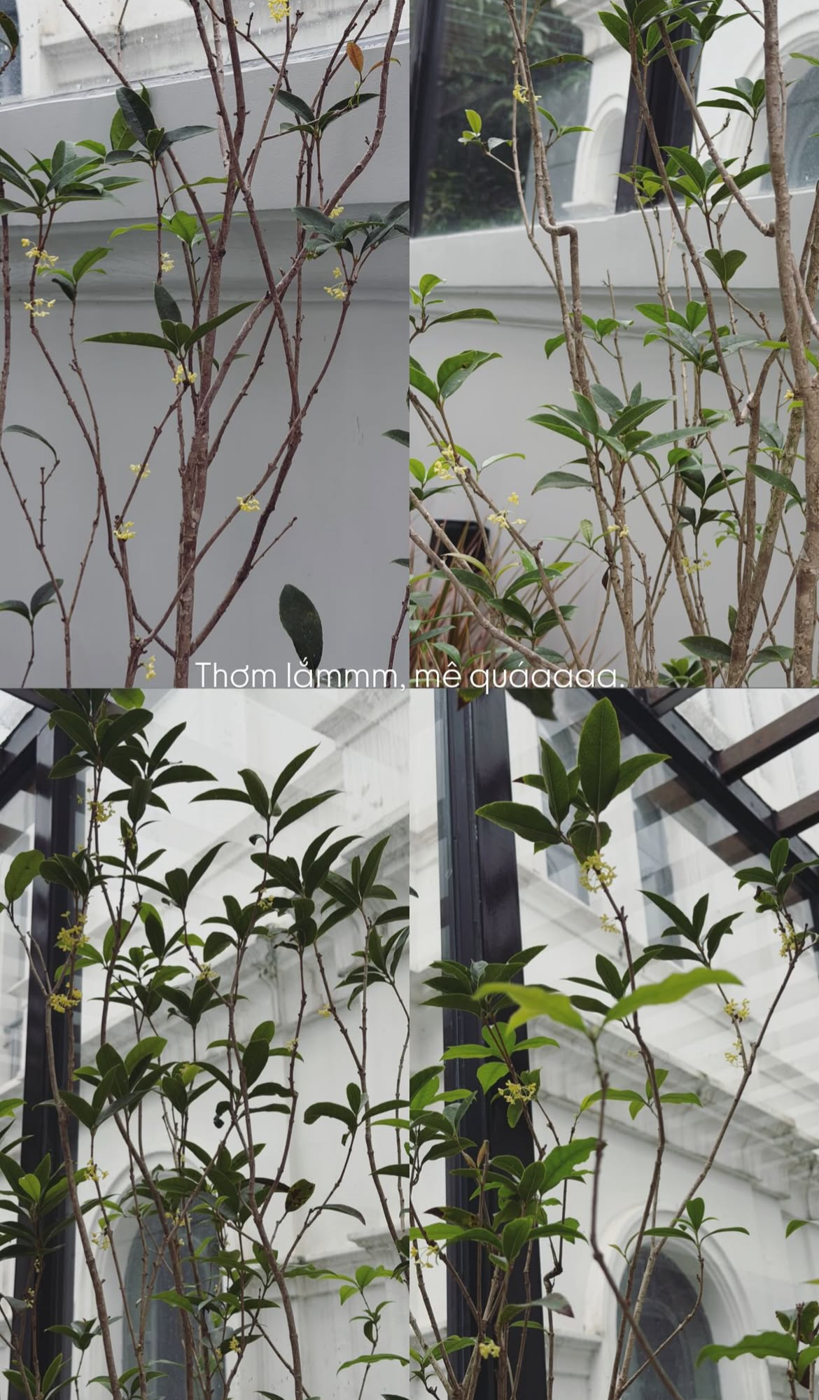 T&igrave;nh trạng khu vườn ở biệt thự mấy chục tỷ tiết lộ sự thật về Do&atilde;n Hải My - Ảnh 16.