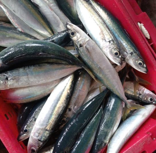Loại c&aacute; gi&agrave;u omega-3 hơn c&aacute; hồi, ở chợ Việt vừa nhiều vừa rẻ - Ảnh 1.