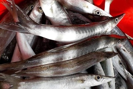 Loại c&aacute; nhọn hoắt c&oacute; t&ecirc;n cực lạ, g&acirc;y "nghiện" bởi vị đậm tự nhi&ecirc;n hiếm c&oacute; - Ảnh 7.