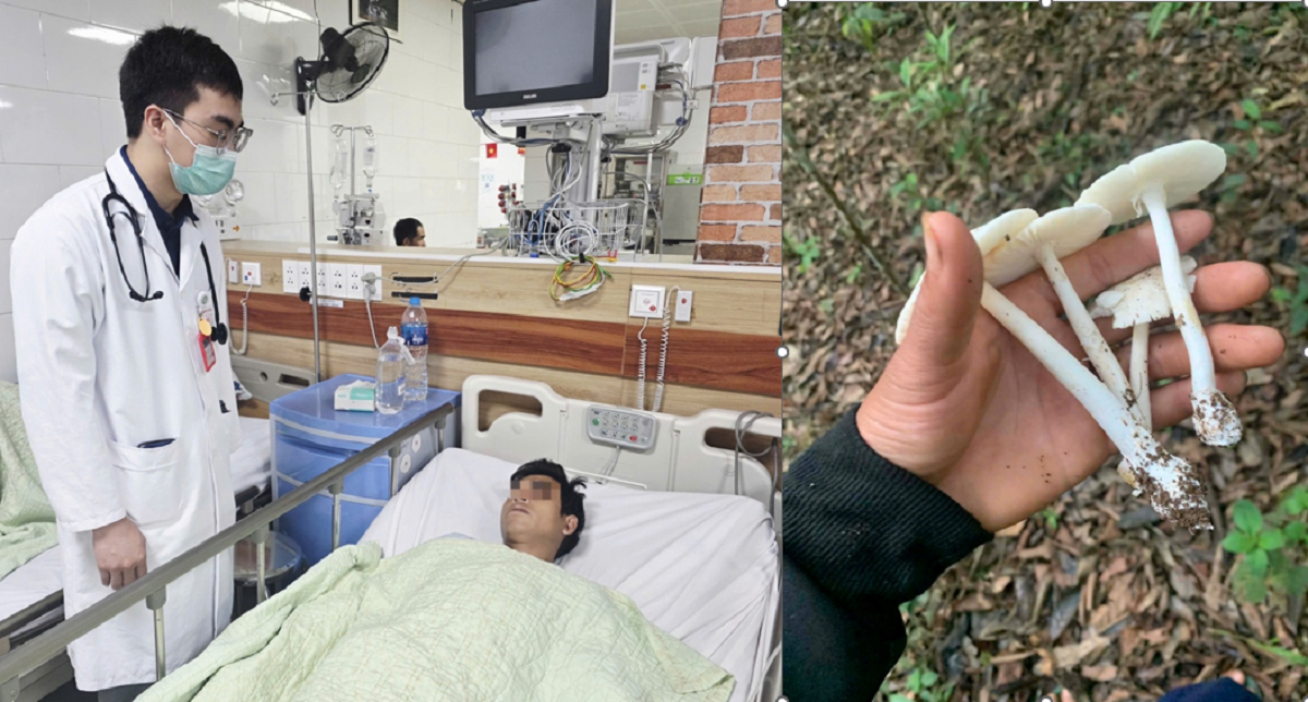 H&aacute;i nấm trong rừng về ăn, nhiều người nhập viện v&igrave; suy đa tạng - Ảnh 1.