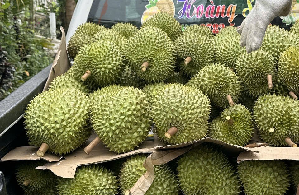 Lời khuy&ecirc;n khi mua sầu ri&ecirc;ng- Ảnh 2.