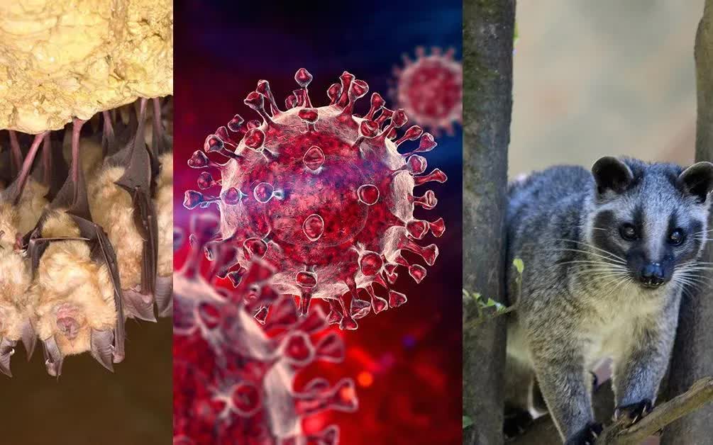 Ph&aacute;t hiện nh&oacute;m virus corona mới ở dơi c&oacute; khả năng l&acirc;y nhiễm sang người - Ảnh 1.