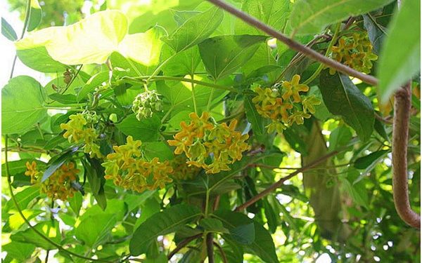 Hiện tượng cây kim ngân nở hoa - Ảnh 3.