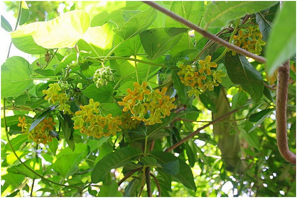 Lời khuy&ecirc;n d&agrave;nh cho những gia đ&igrave;nh đang trồng c&acirc;y thi&ecirc;n l&yacute;- Ảnh 1.