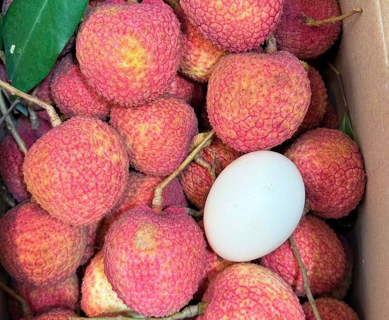 Loại vải to như quả trứng gà, giá 400.000 đồng/kg vẫn không có hàng để ăn tại Thanh Hà - Ảnh 2. Loại vải to như quả trứng gà, giá 400.000 đồng/kg vẫn không có hàng để ăn tại Thanh Hà - Ảnh 2.