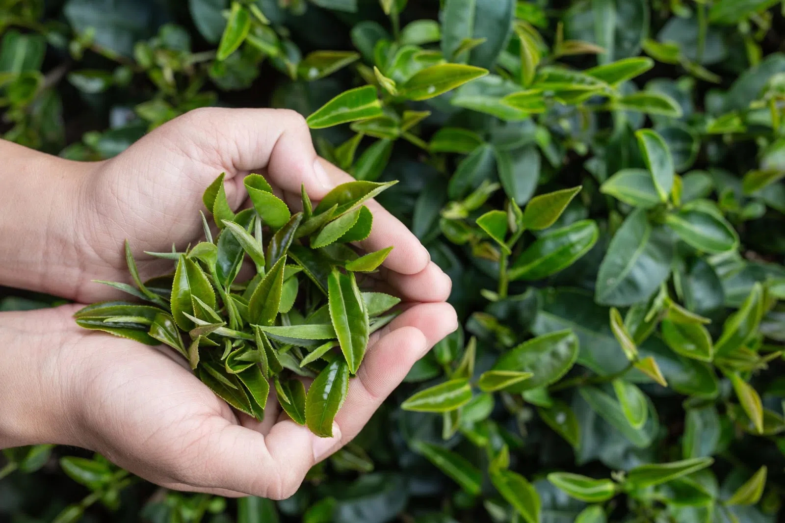 Loại l&aacute; chống rụng t&oacute;c, k&iacute;ch th&iacute;ch mọc t&oacute;c cực hay, d&ugrave;ng hằng ng&agrave;y ph&ograve;ng cả ung thư: B&aacute;n đầy chợ Việt- Ảnh 1.