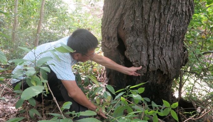 Loại gỗ hiếm bậc nhất thế giới, giới khoa học khẩn cấp bảo tồn: Việt Nam hiện c&ograve;n khoảng 13 c&acirc;y cổ thụ - Ảnh 2.