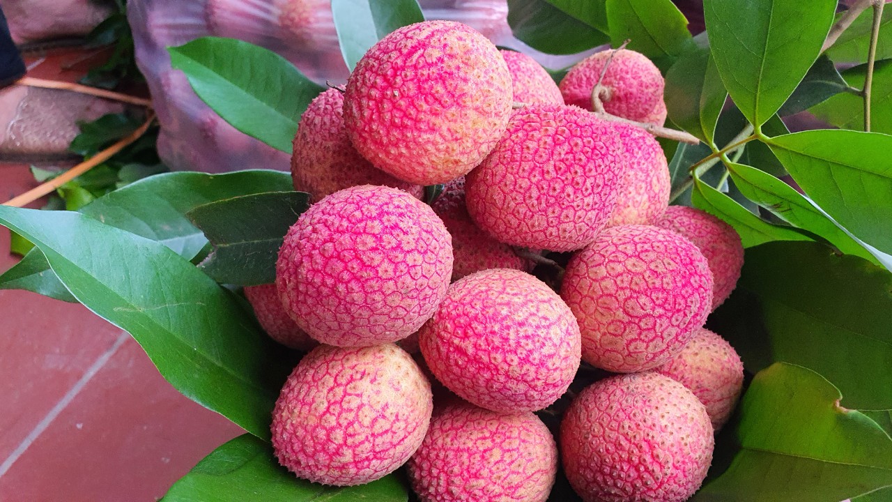 Loại vải to như quả trứng gà, giá 400.000 đồng/kg vẫn không có hàng để ăn tại Thanh Hà - Ảnh 1. Loại vải to như quả trứng gà, giá 400.000 đồng/kg vẫn không có hàng để ăn tại Thanh Hà - Ảnh 1.