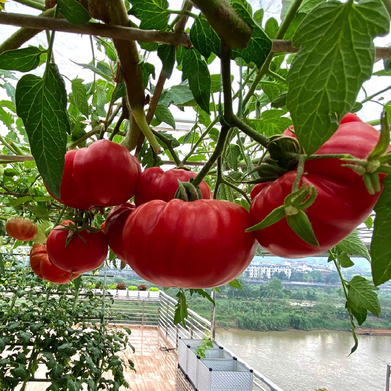 Loại quả được Mỹ đ&aacute;nh gi&aacute; tốt nhất thế giới: Ở Việt Nam c&oacute; giống 'xấu lạ' gi&aacute; 80.000 đồng/kg vẫn ch&aacute;y h&agrave;ng - Ảnh 2.