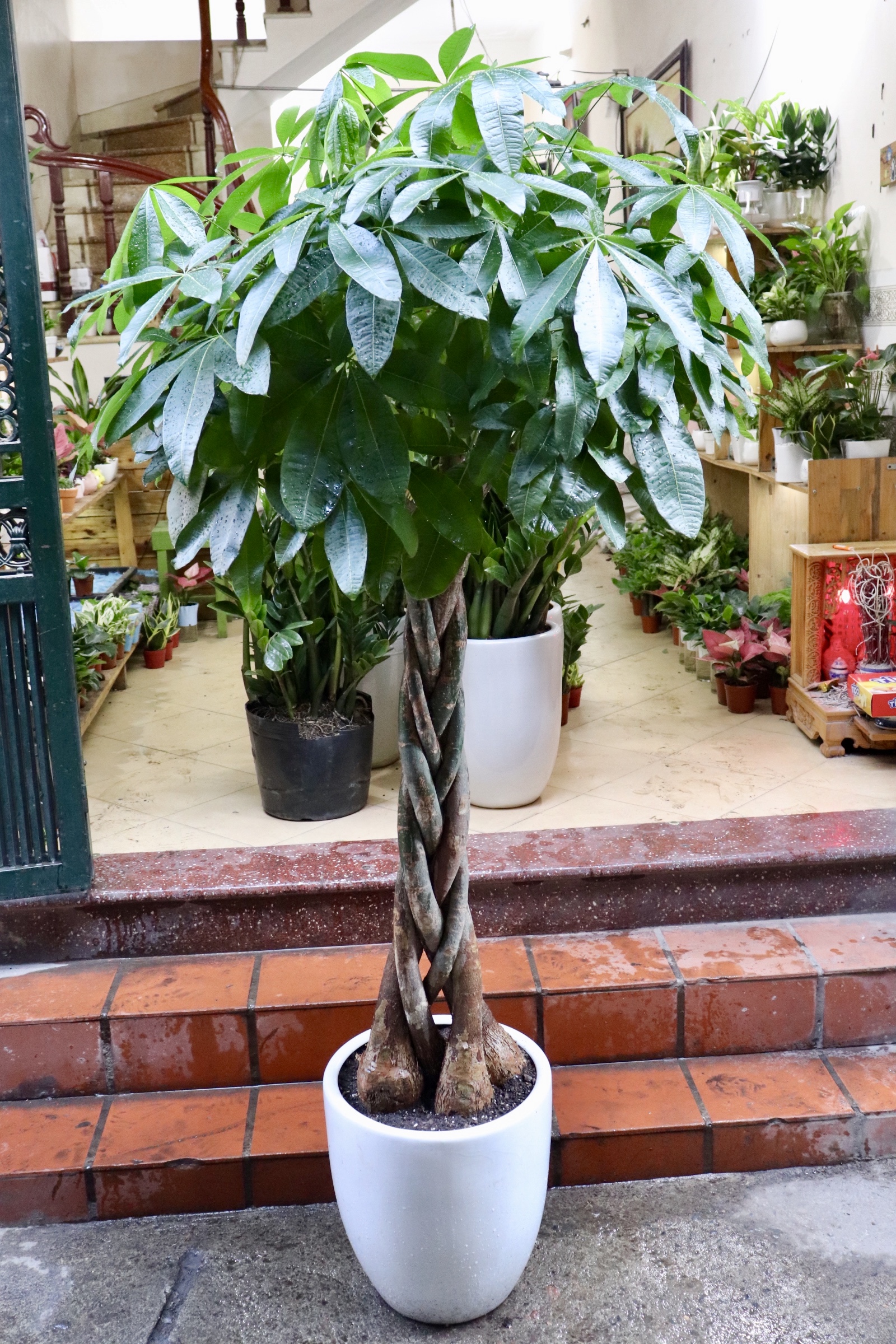 7 l&yacute; do n&ecirc;n trồng c&acirc;y kim ng&acirc;n trong nh&agrave;- Ảnh 2.