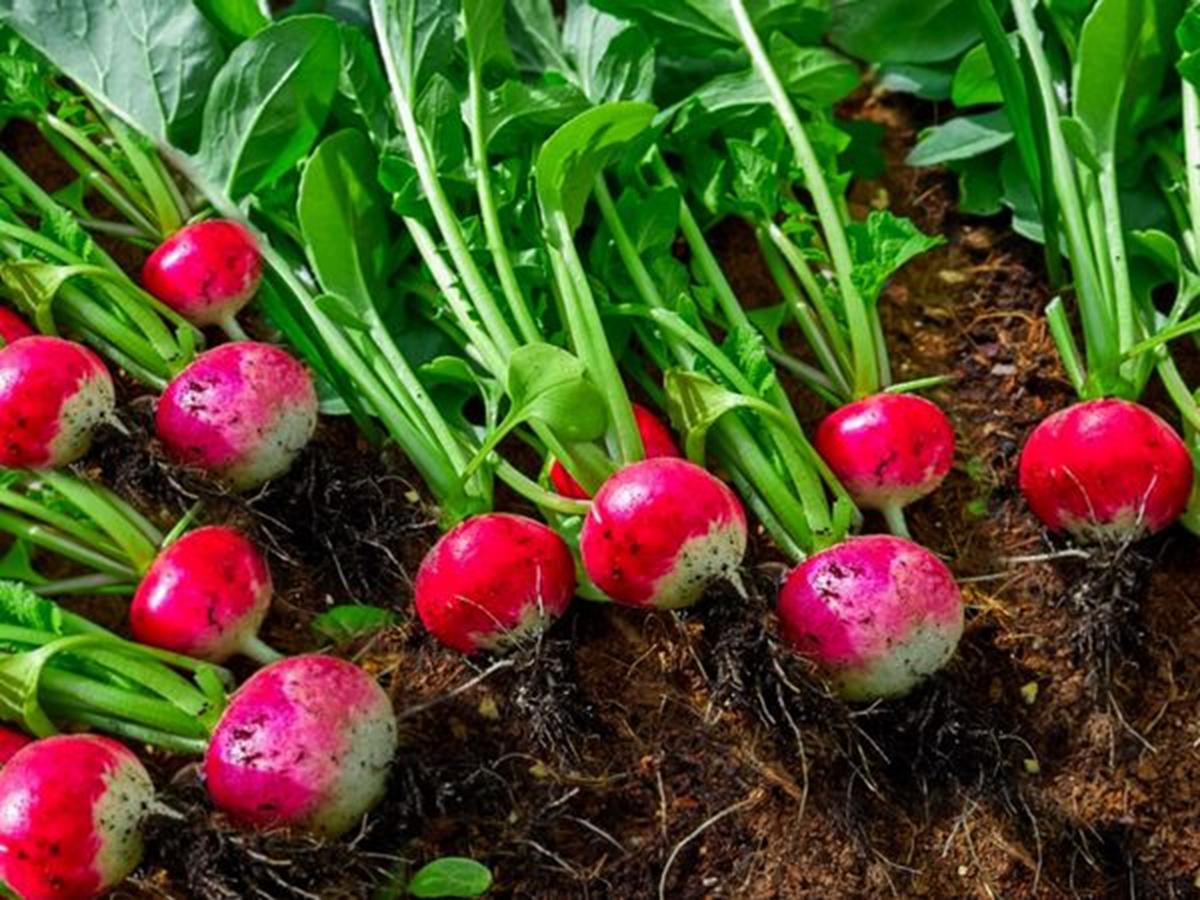 Loại củ được v&iacute; như &ldquo;nh&acirc;n s&acirc;m của người ngh&egrave;o&rdquo;, cứ ra chợ l&agrave; thấy - Ảnh 2.