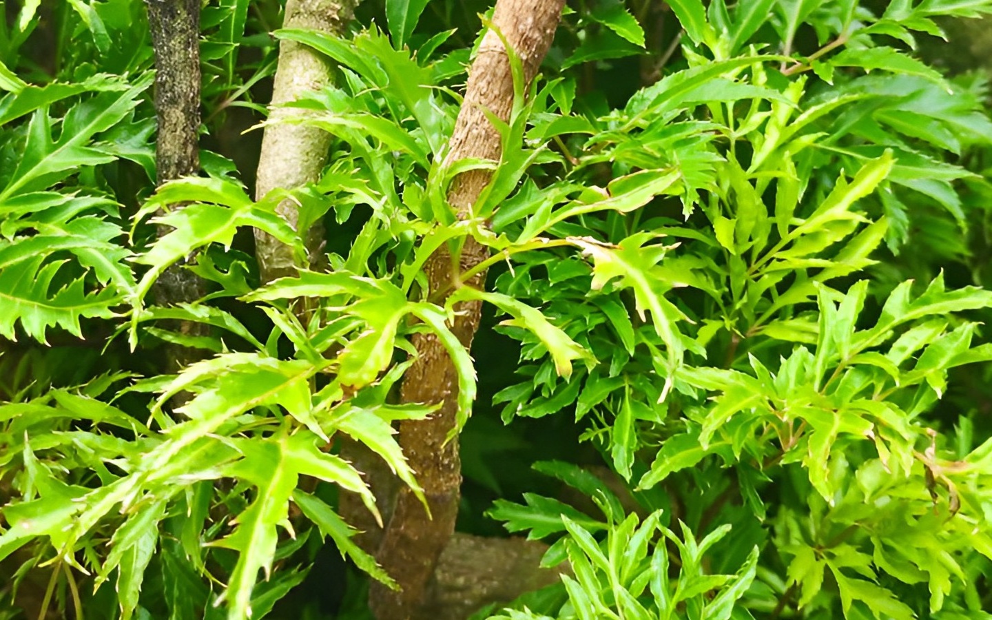 Nguy&ecirc;n nh&acirc;n "nu&ocirc;i dưỡng" ung thư giấu mặt trong những m&oacute;n ăn "kho&aacute;i khẩu" của người Việt: B&aacute;c sĩ chỉ đ&iacute;ch danh 4 c&aacute;i t&ecirc;n - Ảnh 3.