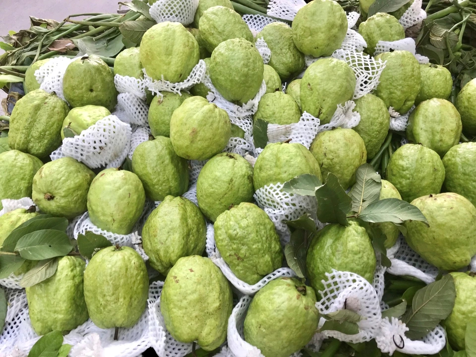 Lời khuy&ecirc;n khi mua ổi- Ảnh 1.