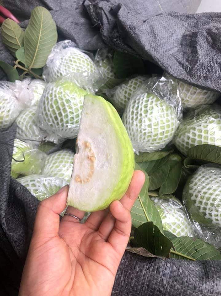 Lời khuy&ecirc;n khi mua ổi- Ảnh 2.