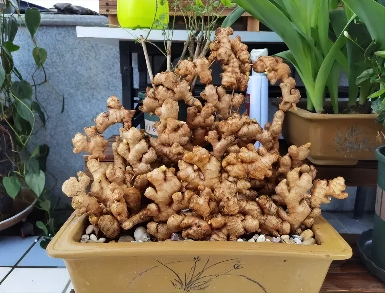 Người phụ nữ nghỉ hưu trồng cả &ldquo;n&uacute;i gừng&rdquo; trong th&ugrave;ng phuy cũ: 8 th&aacute;ng thu gần 8kg, h&agrave;ng x&oacute;m k&eacute;o sang học theo v&igrave; qu&aacute; vừa đẹp vừa &ldquo;c&oacute; lộc&rdquo;- Ảnh 4.