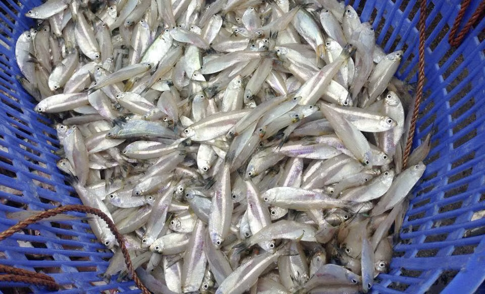 Đặc sản từ lo&agrave;i c&aacute; c&oacute; t&ecirc;n một loại hoa, với gi&aacute; trị dinh dưỡng cao v&agrave; tốt cho sức khỏe - Ảnh 2.