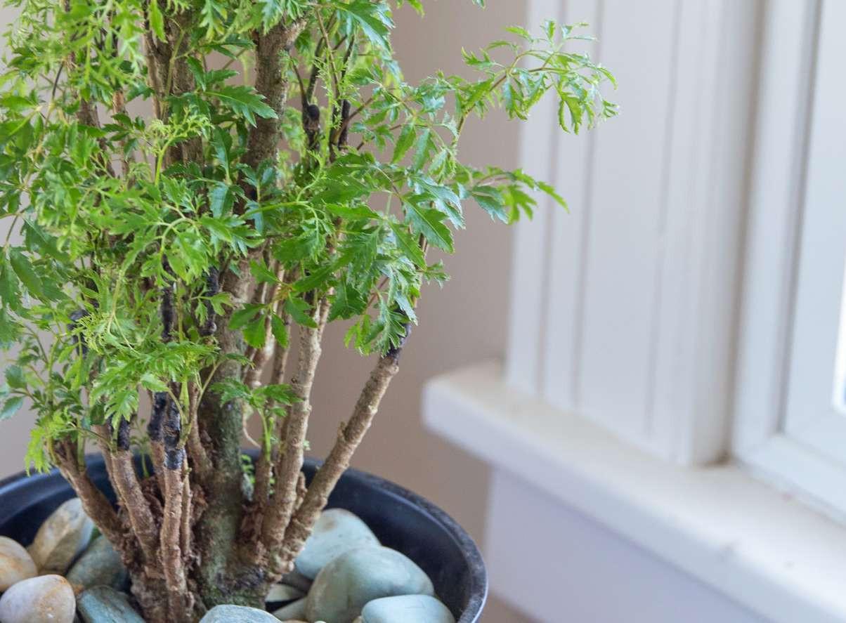 V&igrave; sao người xưa thường trồng một c&acirc;y đinh lăng trong nh&agrave;?- Ảnh 1.