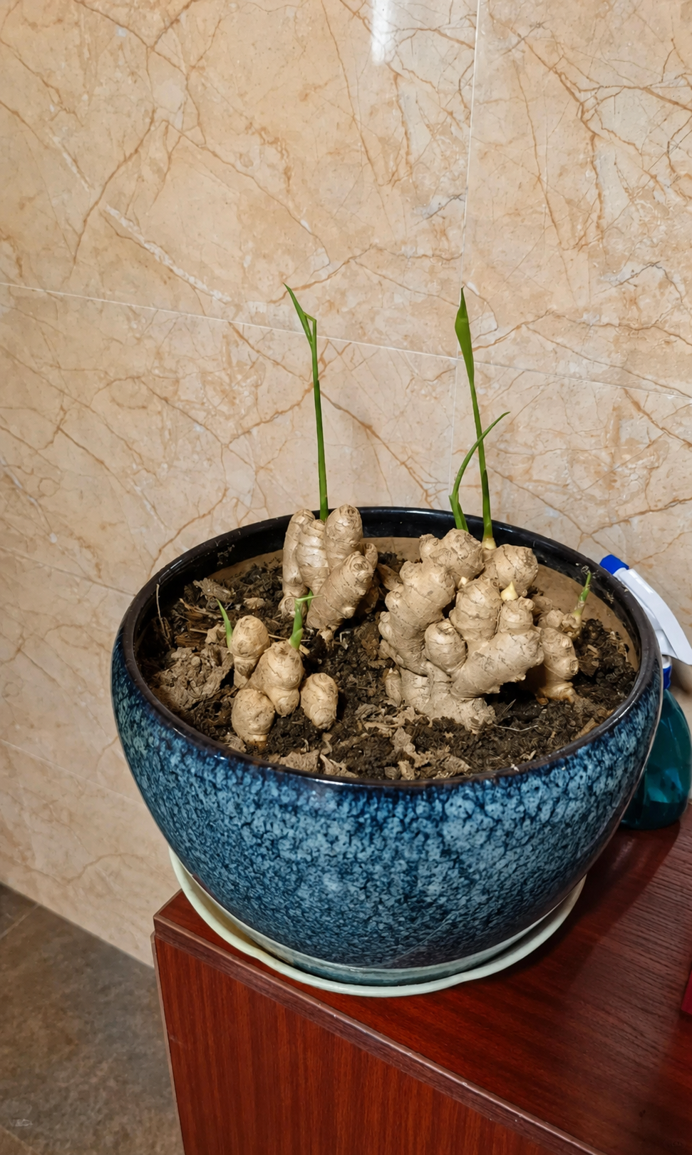 Người phụ nữ nghỉ hưu trồng cả &ldquo;n&uacute;i gừng&rdquo; trong th&ugrave;ng phuy cũ: 8 th&aacute;ng thu gần 8kg, h&agrave;ng x&oacute;m k&eacute;o sang học theo v&igrave; qu&aacute; vừa đẹp vừa &ldquo;c&oacute; lộc&rdquo;- Ảnh 5.