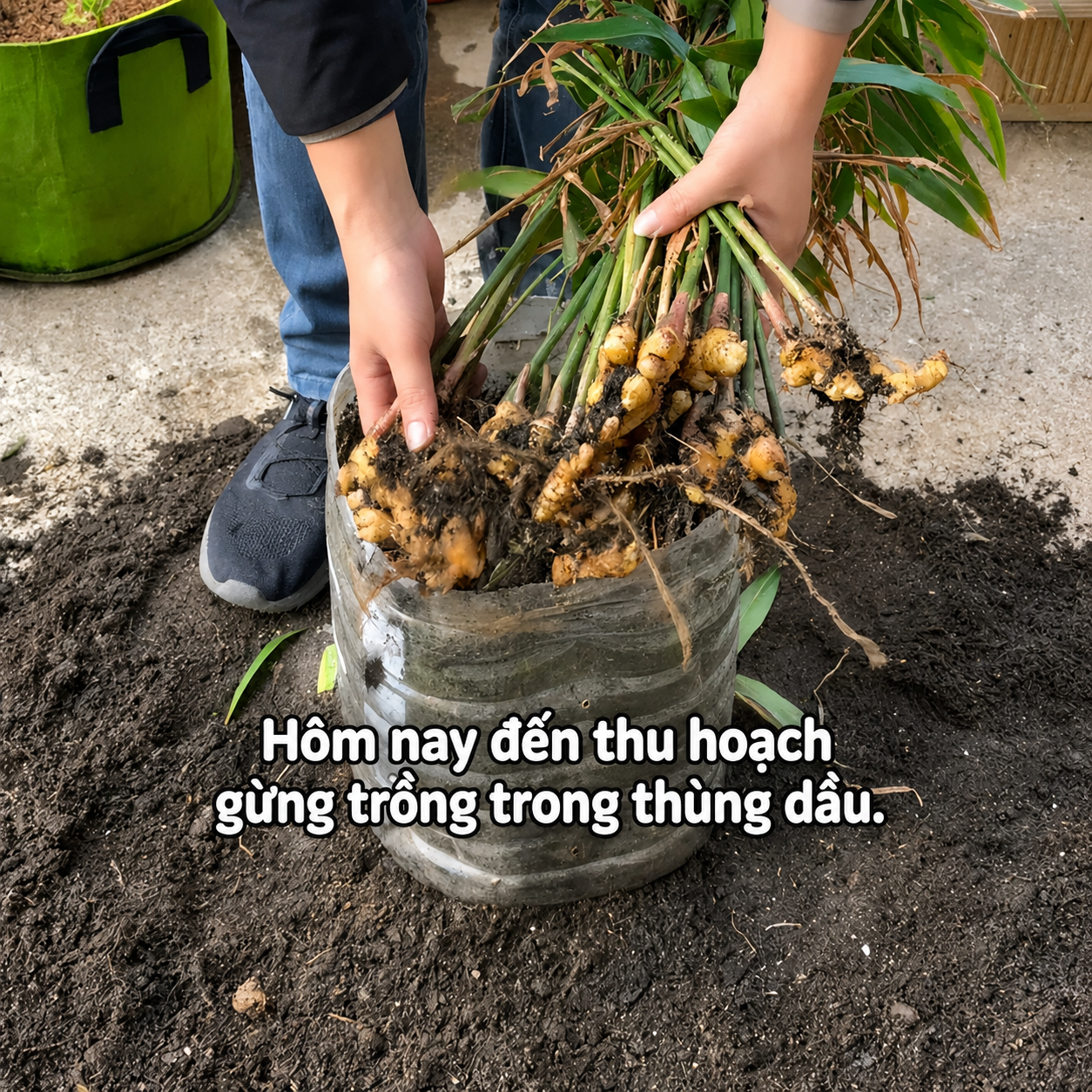 Người phụ nữ nghỉ hưu trồng cả &ldquo;n&uacute;i gừng&rdquo; trong th&ugrave;ng phuy cũ: 8 th&aacute;ng thu gần 8kg, h&agrave;ng x&oacute;m k&eacute;o sang học theo v&igrave; qu&aacute; vừa đẹp vừa &ldquo;c&oacute; lộc&rdquo;- Ảnh 3.