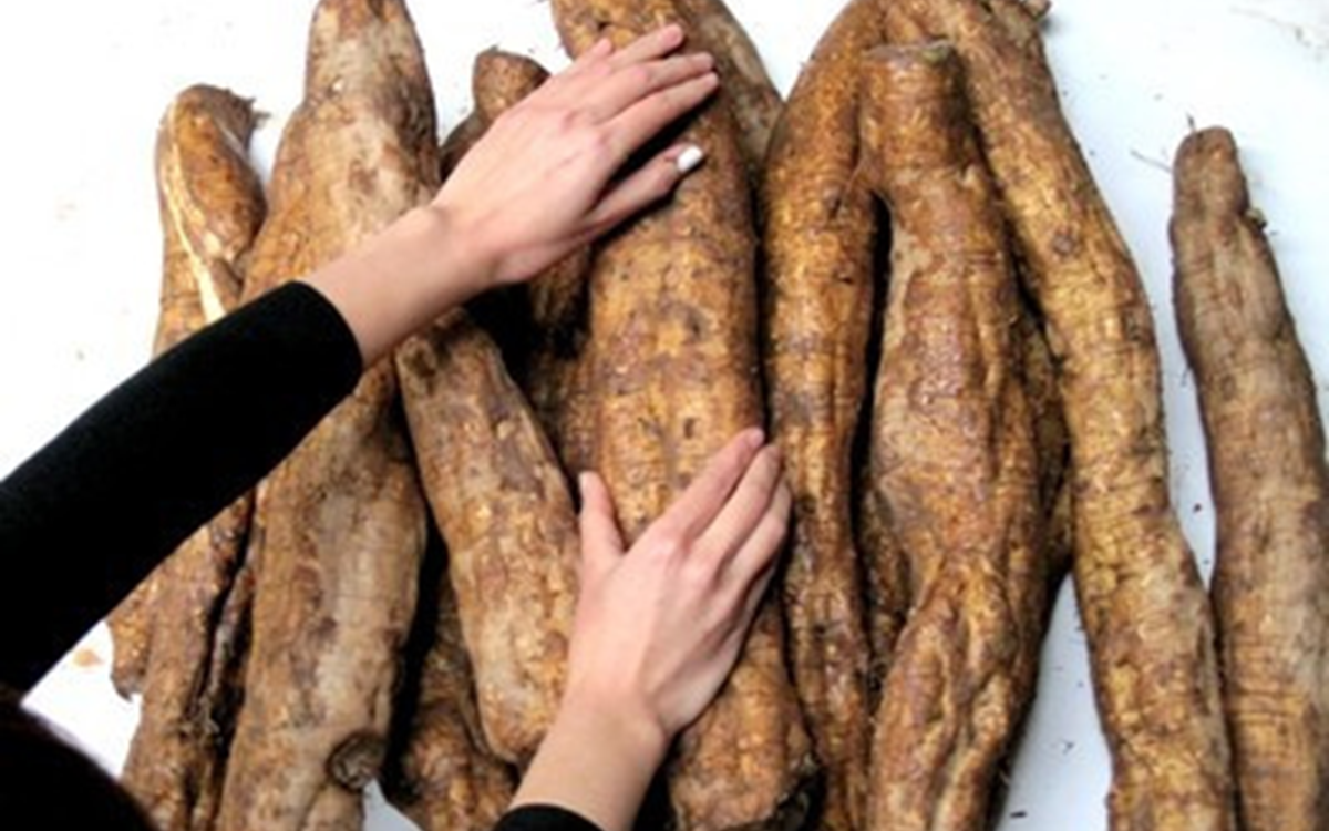 Ngỡ l&agrave; c&acirc;y dại ven đường, ai ngờ phần rễ b&aacute;n tới 10 triệu/kg, vẫn c&oacute; người mua - Ảnh 4.