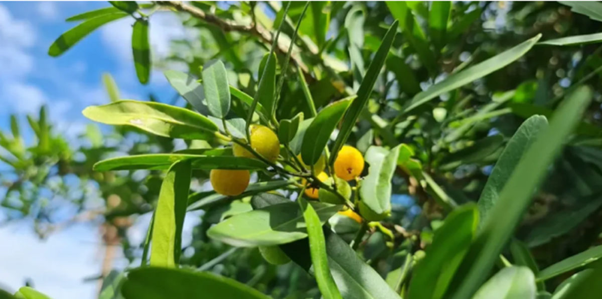 Ngỡ l&agrave; c&acirc;y dại ven đường, ai ngờ phần rễ b&aacute;n tới 10 triệu/kg, vẫn c&oacute; người mua - Ảnh 3.