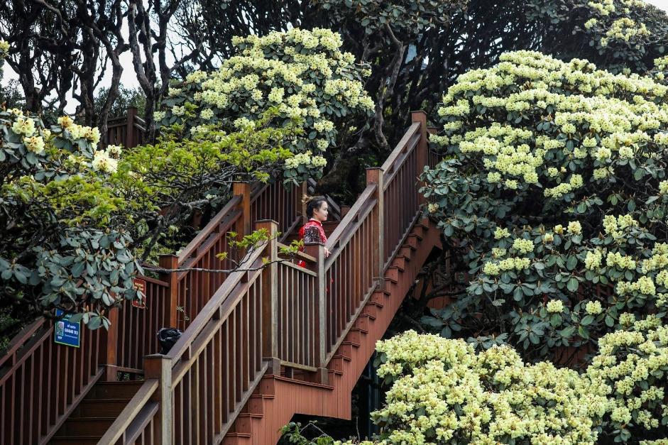 Tạm biệt nắng nóng, khám phá những trải nghiệm “không đâu có” tại “ốc đảo mát lạnh” Sa Pa - Ảnh 4. Tạm biệt nắng nóng, khám phá những trải nghiệm “không đâu có” tại “ốc đảo mát lạnh” Sa Pa - Ảnh 4.
