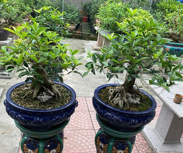 4 l&yacute; do người gi&agrave;u n&agrave;o cũng trồng một c&acirc;y mộc hương trong nh&agrave;- Ảnh 2.