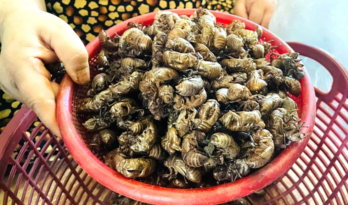 Thứ tưởng v&ocirc; dụng trong rừng bất ngờ được săn l&ugrave;ng với gi&aacute; gần 2 triệu đồng/kg, d&acirc;n thi nhau đi nhặt - Ảnh 1.