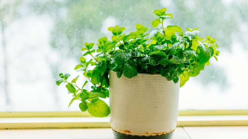 Tại sao mỗi b&agrave;n học n&ecirc;n c&oacute; một chậu bạc h&agrave;? - Ảnh 2.