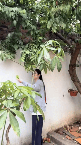 Chu Thanh Huyền đến ớt cũng phải đi xin h&agrave;ng x&oacute;m, nh&igrave;n sang Do&atilde;n Hải My ra cửa nh&agrave; h&aacute;i xo&agrave;i cả rổ ăn kh&ocirc;ng ch&aacute;n - Ảnh 9.
