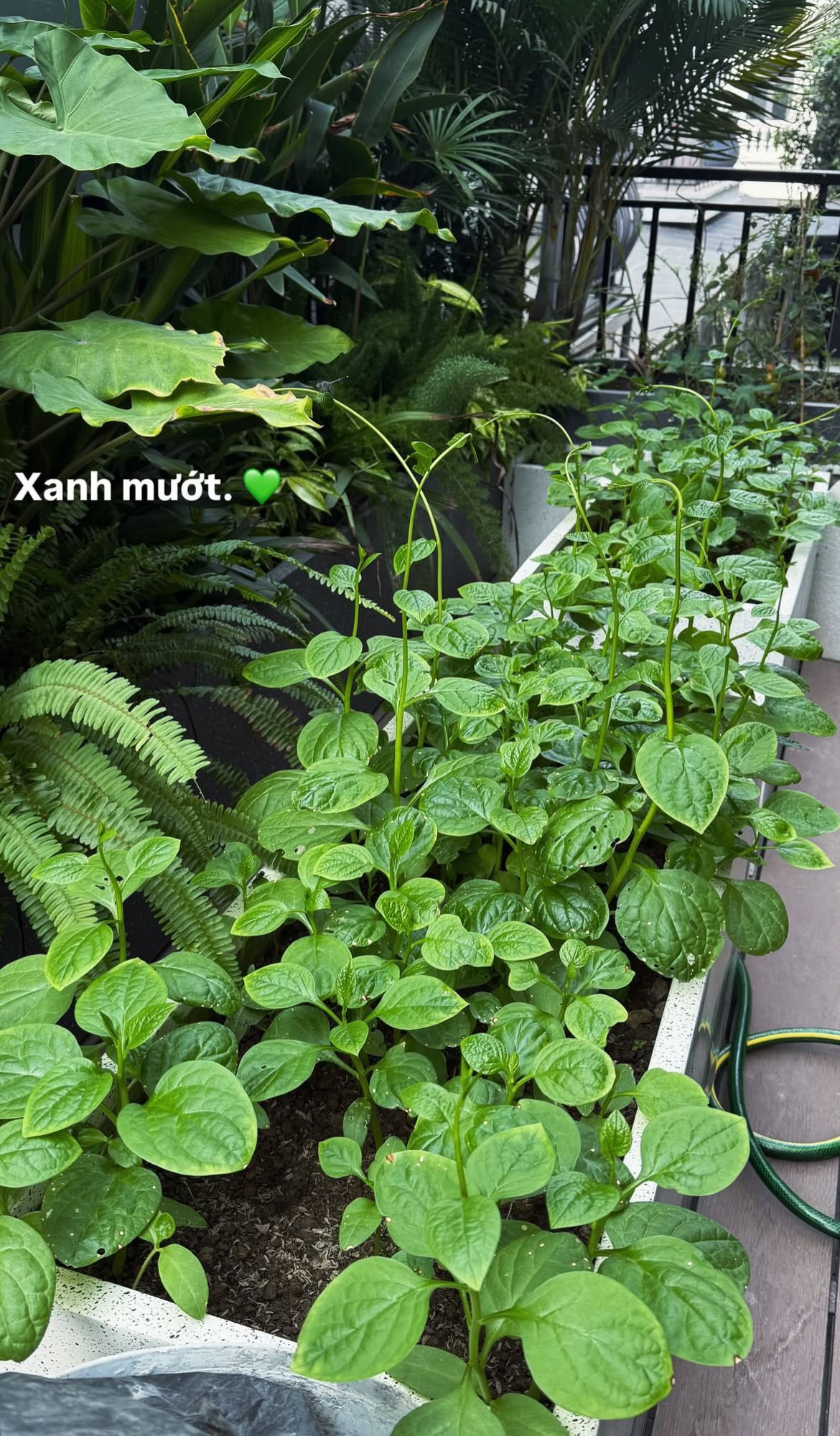 Chu Thanh Huyền đến ớt cũng phải đi xin h&agrave;ng x&oacute;m, nh&igrave;n sang Do&atilde;n Hải My ra cửa nh&agrave; h&aacute;i xo&agrave;i cả rổ ăn kh&ocirc;ng ch&aacute;n - Ảnh 14.