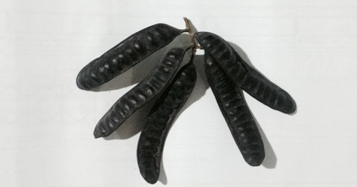 Loại quả mọc ven đường Việt Nam, nay trời T&acirc;y b&aacute;n gi&aacute; 2 triệu đồng/kg - Ảnh 1.